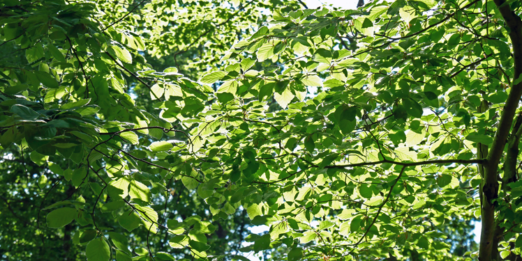 Ökosystem Wald- Blick in die Baumkronen gegen das Licht bis tief in die Daten von 40 Jahren Waldmonitoring